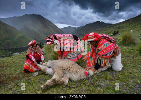 Peru, Provinz Cuzco, Heiliges Tal der Inkas, quechua Gemeinschaft der Anden, schert ein Alpaka Stockfoto