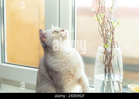 Britische weiße Katze isst Zweige mit Blättern auf der Fensterbank. Die Katze nagt Pflanzen in einer Vase. Stockfoto