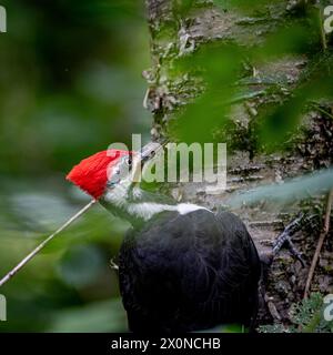 Spechte, der vertikal in einem Baum sitzt Stockfoto