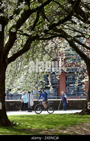 Castle Park, Bristol, Großbritannien. April 2024. Die Menschen genießen einen sonnigen Samstagmorgen unter der Blüte im Castle Park Bristol. Eine willkommene Pause vom regnerischen Wetter der letzten Zeit. Quelle: JMF News/Alamy Live News Stockfoto