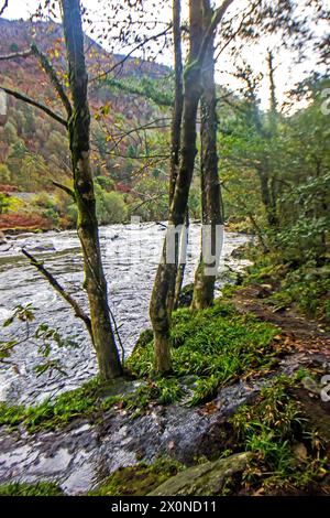 Kleine Bäume, die am Ufer des schnell fließenden Aflon Glaslyn River im Eryri National Park in Wales wachsen Stockfoto