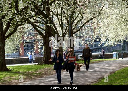 Castle Park, Bristol, Großbritannien. April 2024. Die Menschen genießen einen sonnigen Samstagmorgen unter der Blüte im Castle Park Bristol. Eine willkommene Pause vom regnerischen Wetter der letzten Zeit. Quelle: JMF News/Alamy Live News Stockfoto