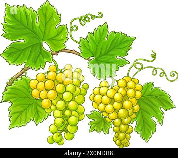 Traubenzweig Farbige Detaillierte Abbildung. Stock Vektor