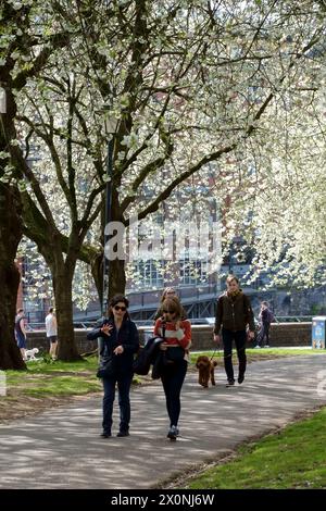 Castle Park, Bristol, Großbritannien. April 2024. Die Menschen genießen einen sonnigen Samstagmorgen unter der Blüte im Castle Park Bristol. Eine willkommene Pause vom regnerischen Wetter der letzten Zeit. Quelle: JMF News/Alamy Live News Stockfoto