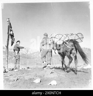 ALBANIEN : "HINTERZIMMER-JUNGS" AN DER FRONT - Chris Cutchie aus S. Rhodesia, der Dolmetscher, der seit sechs Monaten in Albanien ist, winkt Maultiere ins Lager. Fotografisches negativ, britische Armee Stockfoto