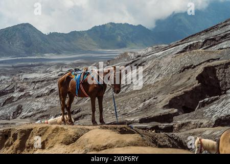 Pferd im Krater des Mt. Bromo, Java, Indonesien Stockfoto