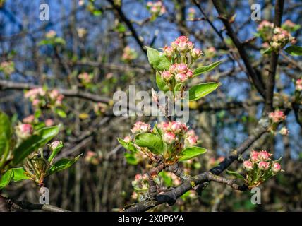Ungeöffnete Blütenknospen auf einem Ast des Apfelbaums auf verschwommenem Gartenhintergrund. Frühlingsblüte Stockfoto