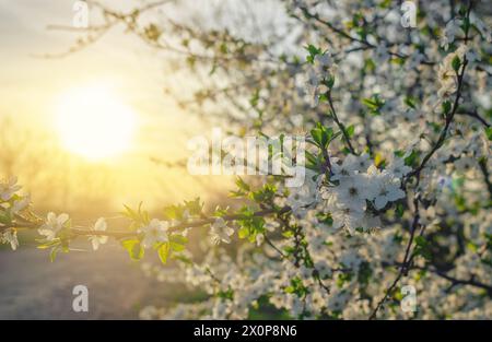 Naturszene blühender weißer Kirschbaum im Frühjahr. Sakura blüht. Helle Abendsonne, Sonnenuntergang Stockfoto