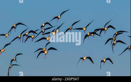 Südlicher Stelzen, Himantopus melanurus im Flug, Provinz La Pampa, Patagonien, Argentinien Stockfoto