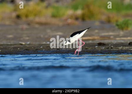 Südlicher Stelzen, Himantopus melanurus im Flug, Provinz La Pampa, Patagonien, Argentinien Stockfoto