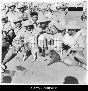 Soldaten der Polnischen Unabhängigen Karpaten-Brigade werden mit ihren Maskottchen, einem Affen und einem Hund, an Bord eines Zerstörers der Royal Navy auf dem Weg von Alexandria nach Tobruk während des Transfers der Brigade im August 1941 gezeigt. Stockfoto