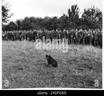 DIE SCHLACHT DER FALAISE POCKET, AUGUST 1944 - Ein kleiner Hund vor Massen deutscher Gefangener, insgesamt 4500 von ihnen an diesem Ort gehalten, von den Alliierten während der Schlacht an der Falaise Gap am 22. August 1944 gefangen genommen Stockfoto