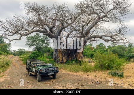 Sehr großer Baobab-Baum im Makuleke Contract Park in Northern Kruger, Limpopo Region, Südafrika Stockfoto