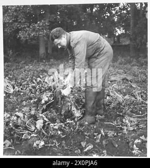 TRUPPEN HELFEN BEI DER ERNTE VON ZUCKERRÜBEN - Truppen, die beim Sammeln der Zuckerrüben-Ernte im Eastern Command geholfen haben, die Rüben für den Transport zur Fabrik vorzubereiten. Fotografisches negativ, britische Armee Stockfoto