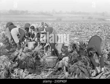 LANDARMEE-AUSBILDUNG FÜR FRAUEN AUF DER CANNINGTON FARM, SOMERSET, ENGLAND, um 1940 - Eine Gruppe von Landmädchen pflückt Rosenkohl im Rahmen ihrer Ausbildung auf der Cannington Farm, Somerset Stockfoto