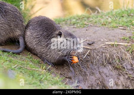 Ein junger Nutria oder Coypu (Myocastor coypus) isst ein Stück Karotte am Ufer Stockfoto