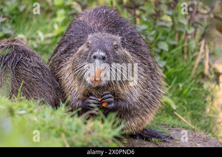 Nutria oder Coypu (Myocastor coypus) isst ein Stück Karotte Stockfoto