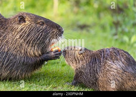 Ein Erwachsener und ein junger Nutria oder Coypu (Myocastor coypus) essen ein Stück Karotte Stockfoto
