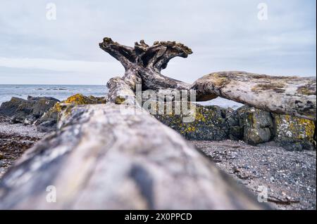Treibholz am Strand von Culzean Castle, Ayrshire, Schottland Stockfoto