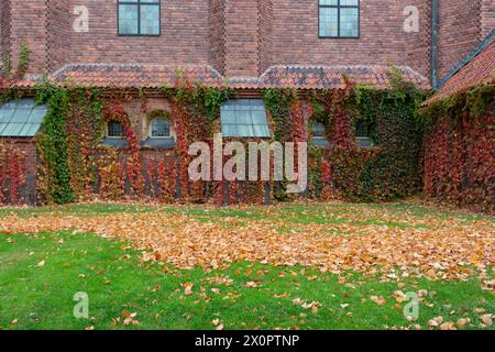 Efeu wächst im Herbst an einer Backsteinfassade. Stockfoto