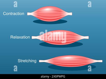 Muskelentspannung, Dehnung und Kontraktion. Nahaufnahme einer Skelettmuskelfaser. Abbildung des isometrischen flachen Vektors Stock Vektor