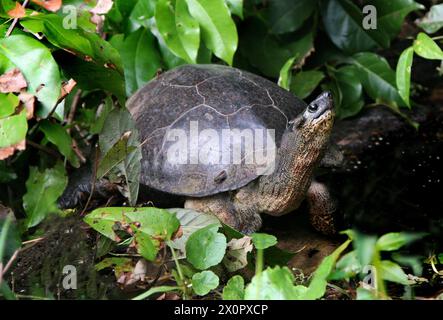 Black River Turtle oder Black Wood Turtle, Rhinoclemmys Funerea, Geoemydidae. Tortuguero, Costa Rica. Die schwarze Flussschildkröte (Rhinoclemmys funerea), oder Stockfoto