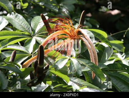 Malabar Chestnut, Pachira aquatica, Malvaceae. Tortuguero, Costa Rica, Mittelamerika. Stockfoto