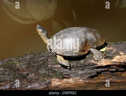 Black River Turtle oder Black Wood Turtle, Rhinoclemmys Funerea, Geoemydidae. Tortuguero, Costa Rica. Stockfoto