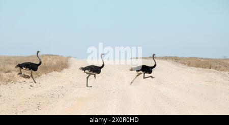 Drei Strauße, die über eine namibische Feldstraße laufen. Stockfoto
