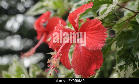 Rote Blumen im Garten werden Kembang sepatu, Mock Azalea, Lilie, Adenium Obesum, Wüstenrose oder Bignonia genannt. Stockfoto