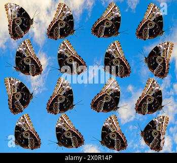 Blaue Morpho-Schmetterlinge lateinischer Name Morpho peleides-Gruppe Stockfoto