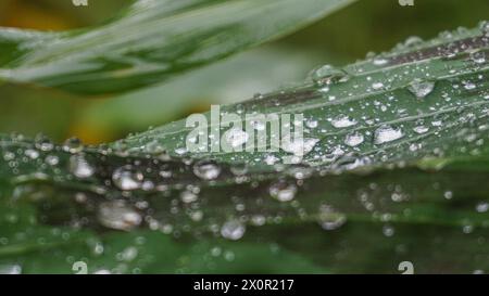 Wassertröpfchen an Bananenblattzweigen nach Regen Stockfoto