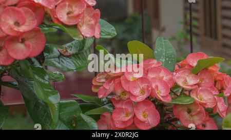 Euphorbia milii Desmoul Blume blüht im Garten Stockfoto