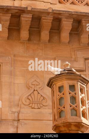 Taube an der Fassade des Umaid Bhawan Palace, Jodhpur (Rajasthan, Indien) Stockfoto