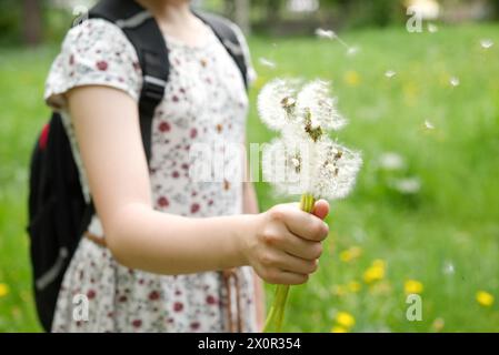 Ein junges Mädchen mit lockigen Haaren, in einem schönen weißen Kleid, hält glücklich einen Haufen flauschiger Löwenzahnblüten auf einer ruhigen Wiese, ihr Gesicht glüht Stockfoto