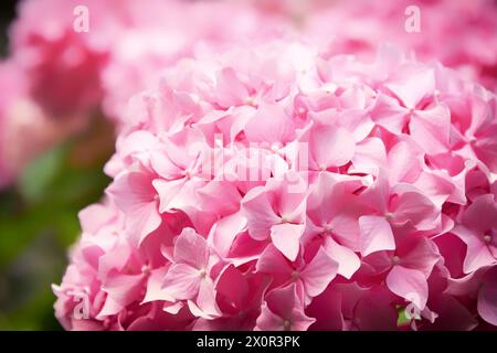 Rosafarbene hortensienblüten auf der frischen Frühlingswiese. Frühlingsblumen im Hintergrund Stockfoto