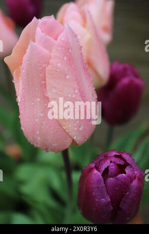 Blassrosa und dunkelviolette Tulpenköpfe bedeckt mit Regentropfen Stockfoto