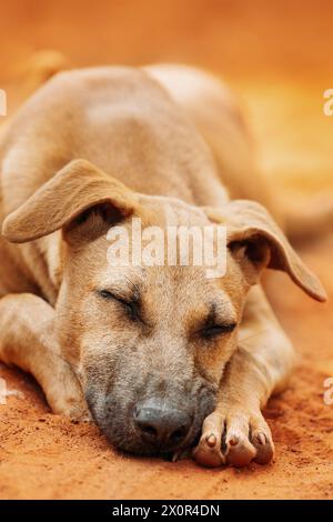 Obdachloser Roter Mischlingshund Schläft Im Freien Auf Orange Sand Stockfoto