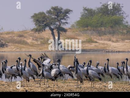 Wandernde Demoiselle Krane waten in einem Teich in der Nähe von Bishnoi Village, Rajasthan Stockfoto