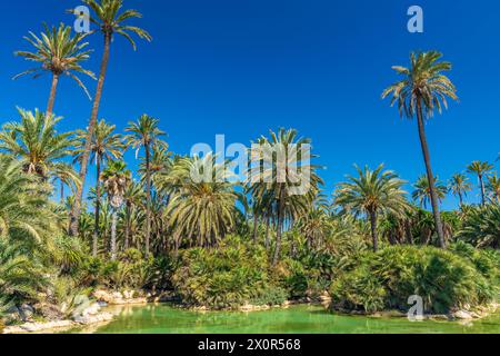 Parc El Palmeral, Comunidad Valenciana, Bezirk Alicante, Costa Blanca, Spanien Stockfoto