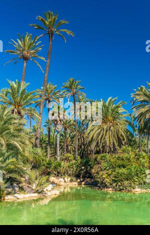 Parc El Palmeral, Comunidad Valenciana, Bezirk Alicante, Costa Blanca, Spanien Stockfoto