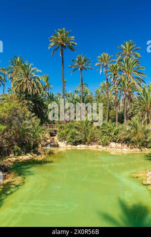 Parc El Palmeral, Comunidad Valenciana, Bezirk Alicante, Costa Blanca, Spanien Stockfoto