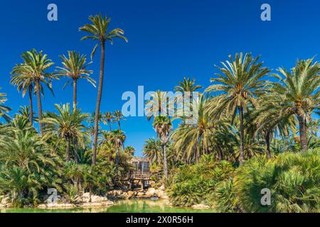 Parc El Palmeral, Comunidad Valenciana, Bezirk Alicante, Costa Blanca, Spanien Stockfoto