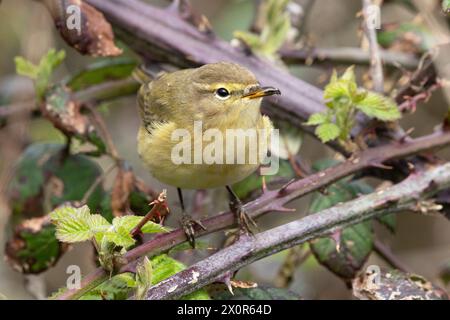 Chiffchaff mit Insekten im Schnabel Stockfoto