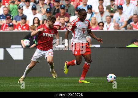 München, Deutschland. April 2024. MÜNCHEN, DEUTSCHLAND - 13. APRIL: Jan Thielmann vom 1. FC Köln und Mathys Tel aus Bayern München während des Bundesliga-Spiels zwischen dem FC Bayern München und dem 1. FC München. FC Köln in der Allianz Arena am 13. April 2024 in München.240413 SEPA 24 021 - 20240413 PD4905 Credit: APA-PictureDesk/Alamy Live News Stockfoto