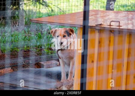 Weißer Hund im Käfig, trauriger Hundelook Stockfoto