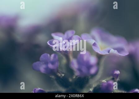 Eine Nahaufnahme der winzigen Blüten von Blue Heliotrope, Heliotropium Amplexicaule, einem ausdauernden Kraut aus Südamerika. Fotografiert in Südafrika Stockfoto