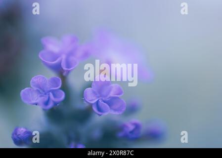 Eine Nahaufnahme der winzigen Blüten von Blue Heliotrope, Heliotropium Amplexicaule, einem ausdauernden Kraut aus Südamerika. Fotografiert in Südafrika Stockfoto