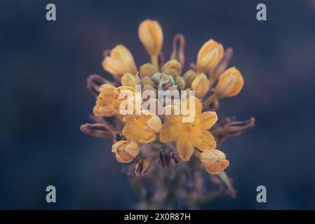 Ein Makrofoto der gelben Blüten von Bulbine abyssinica oder Bushy Bulbine, einem Sukkulenten Kraut, das im Osten und Süden heimisch ist Stockfoto