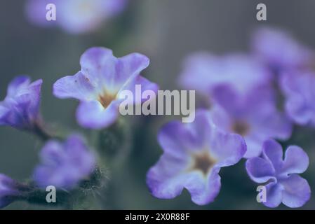 Eine Nahaufnahme der winzigen Blüten von Blue Heliotrope, Heliotropium Amplexicaule, einem ausdauernden Kraut aus Südamerika. Fotografiert in Südafrika Stockfoto